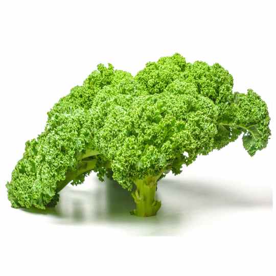 federkohl